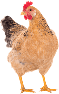 A photo of a chicken.